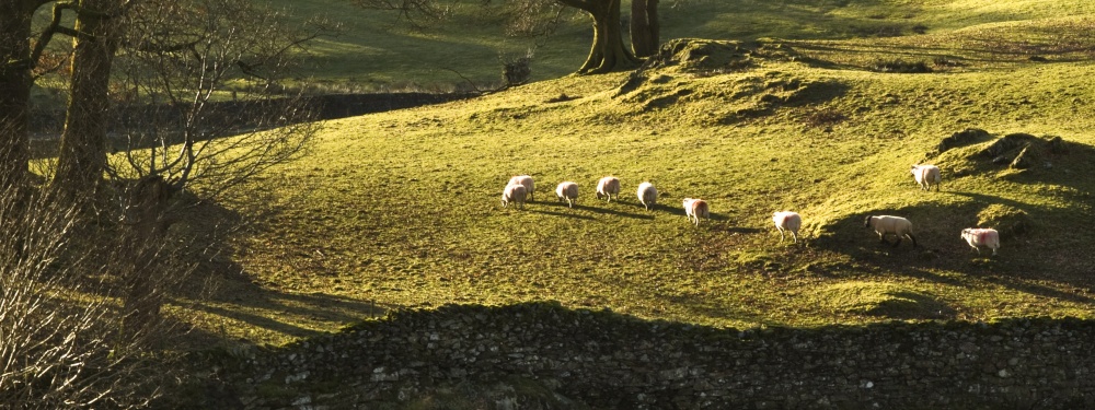 Loughrigg Sheep