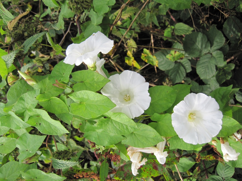 Hedge Bindweed