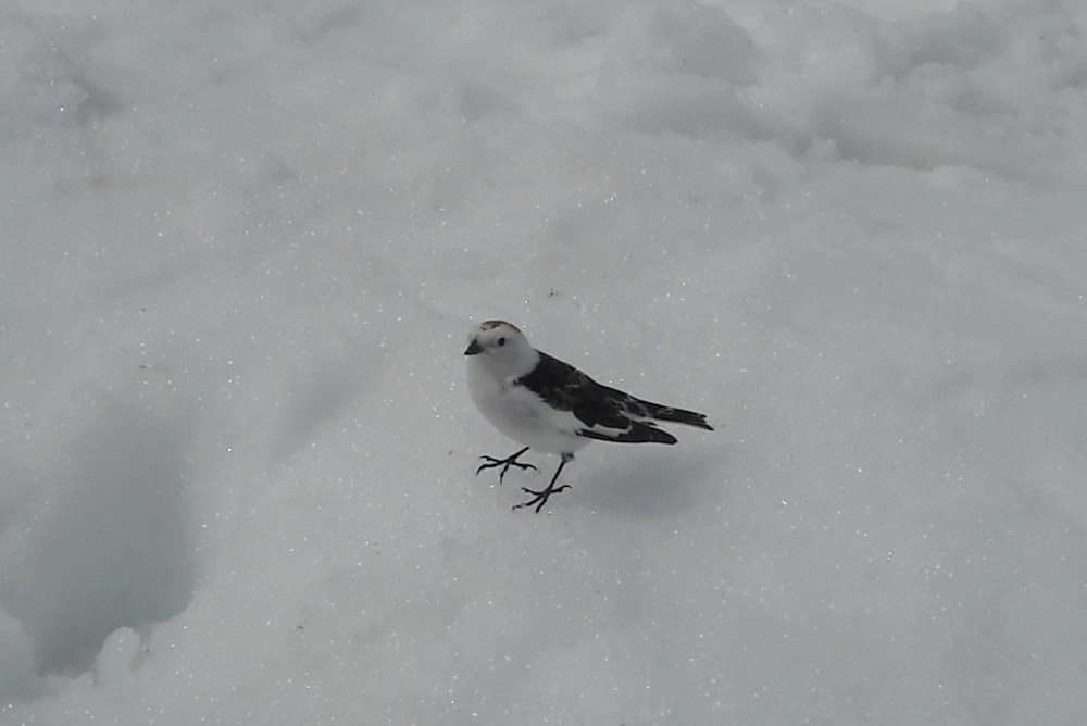 Snow Bunting on Ben Nevis