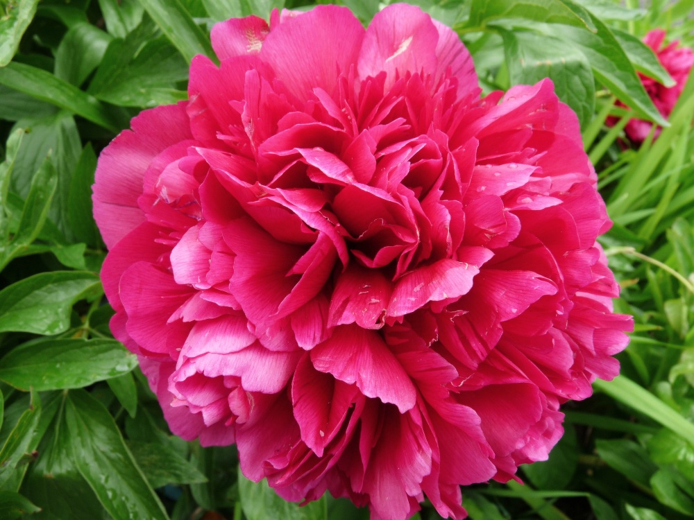 Garden flowers in Thurmaston