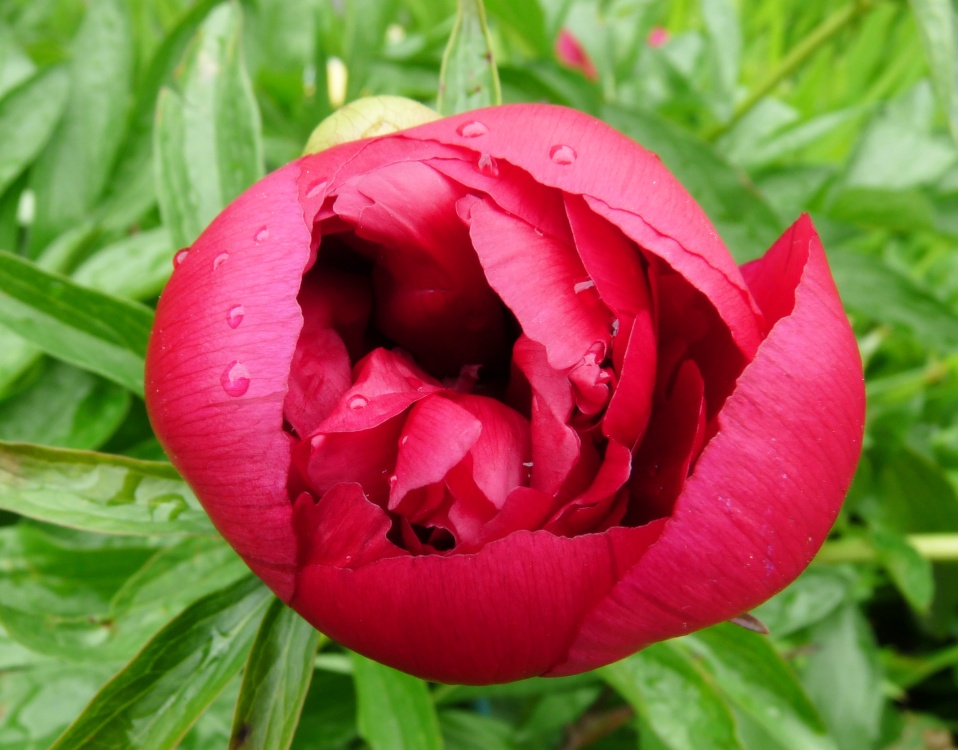 Garden flowers in Thurmaston