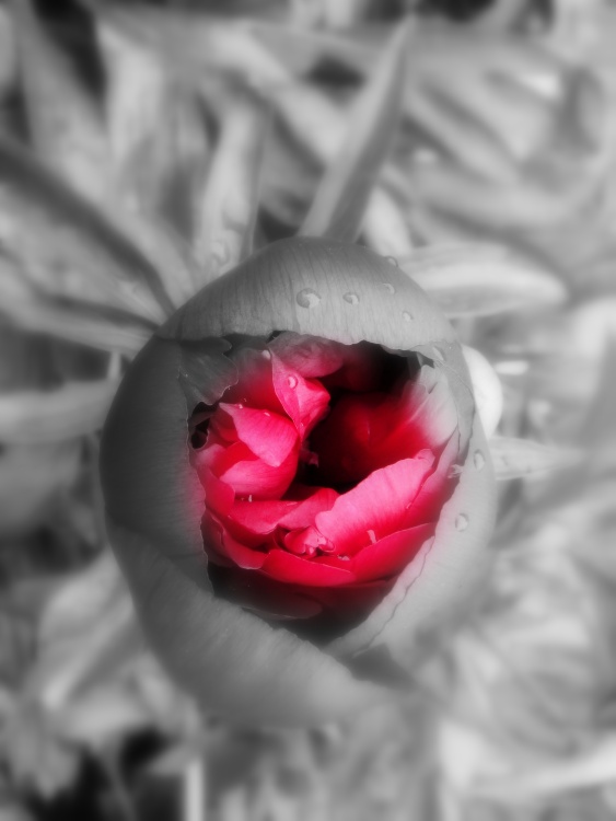 Garden flowers in Thurmaston