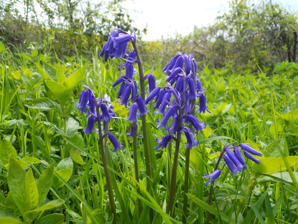 Bluebells