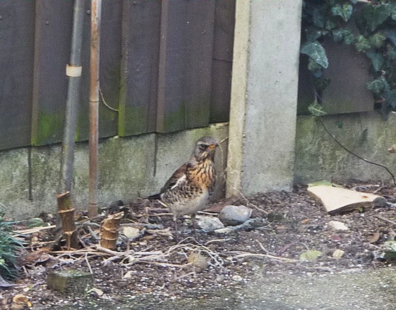 Photograph of Among the debris in a neighbours garden