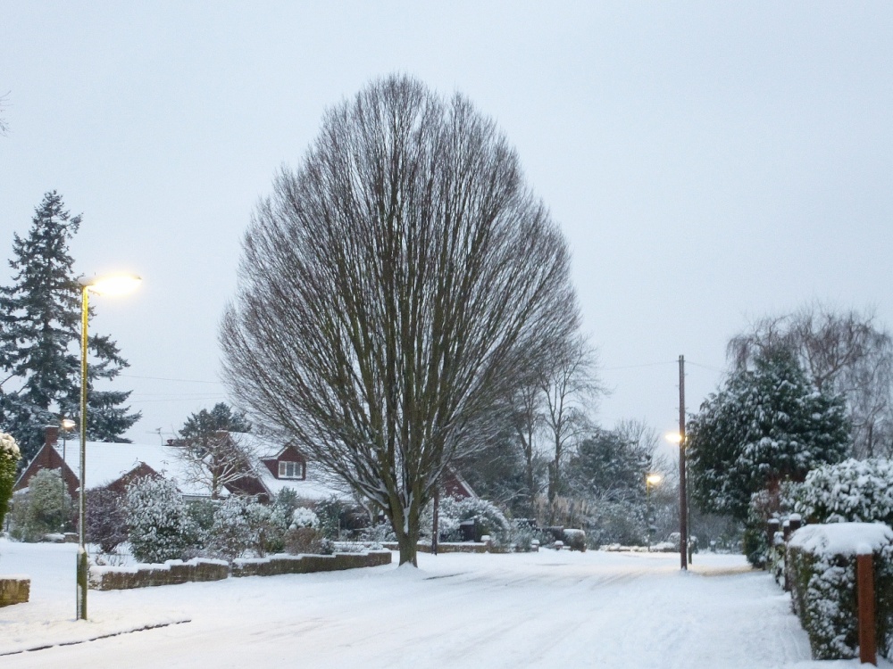 The leaves will come soon