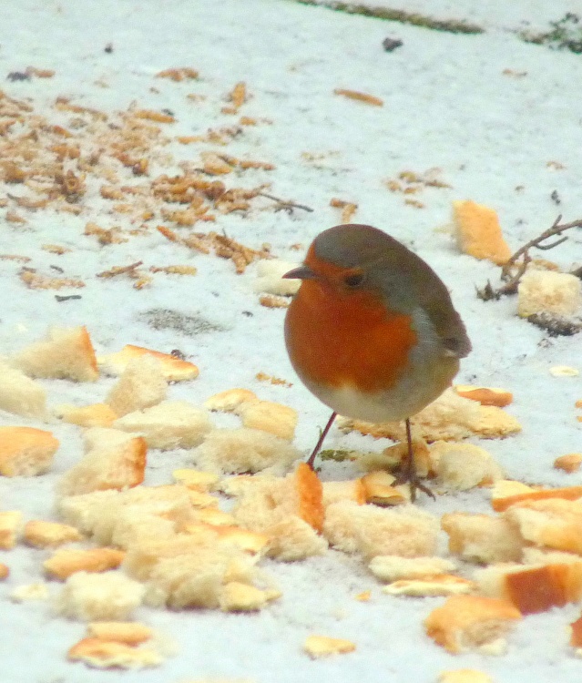 Feeding time in our Thurmaston garden
