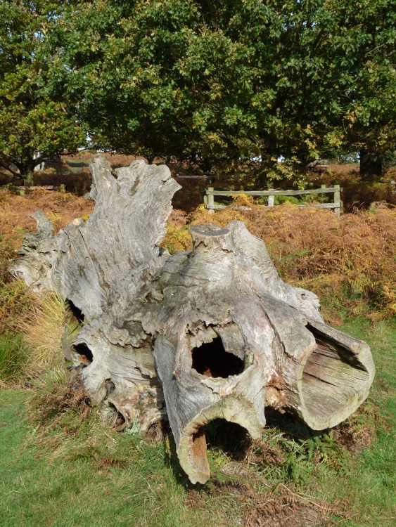 Dead and fallen trees in Bradgate Park