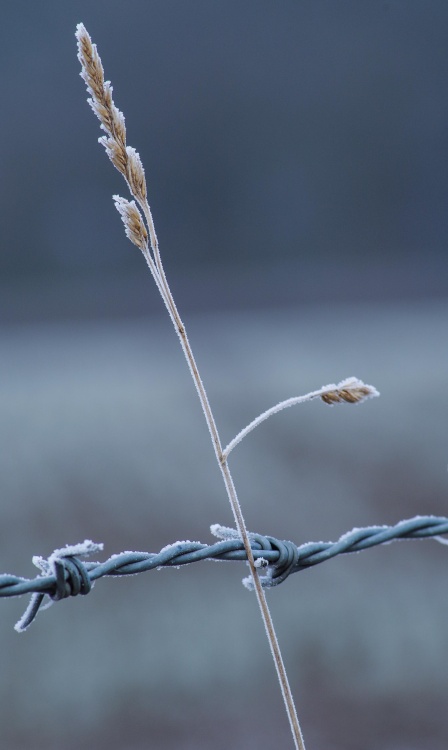 Sharp frost Wentworth, South Yorks