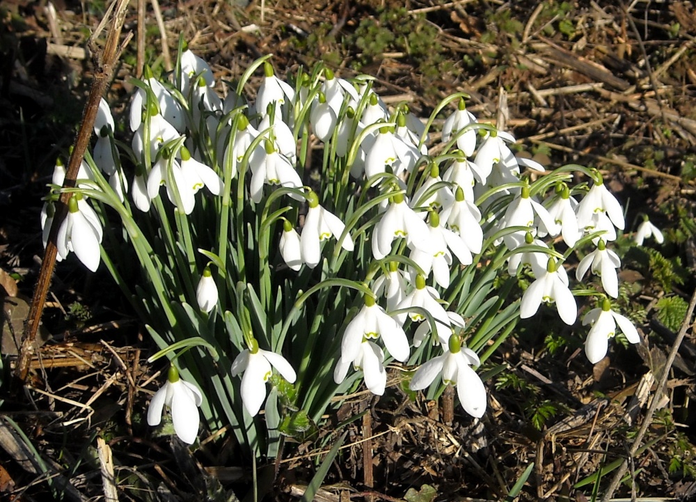 Snowdrops