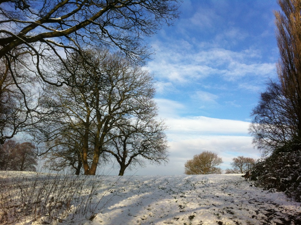 Photograph of Snow in Astley Park