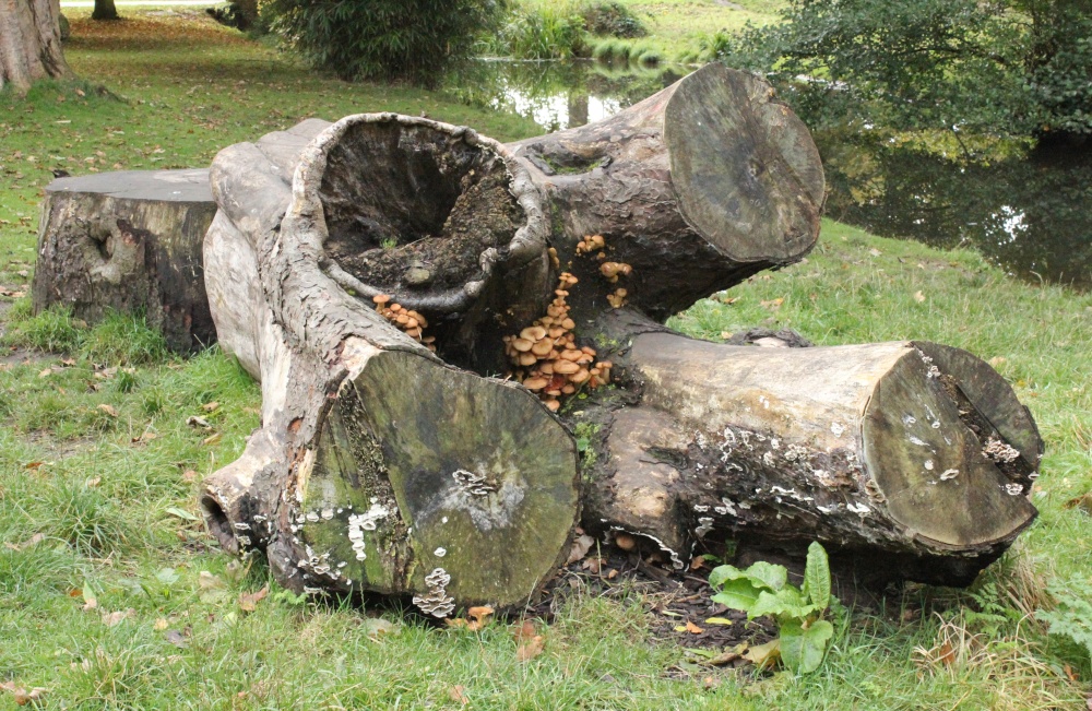 Photograph of Himley Hall