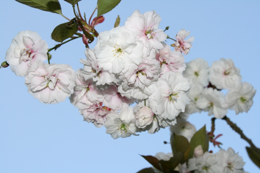 Photograph of Himley Hall