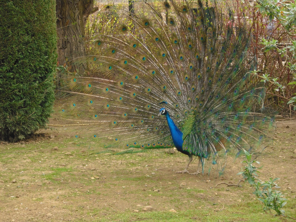 Peacock in Wicksteed Park photo by Mike Freeman