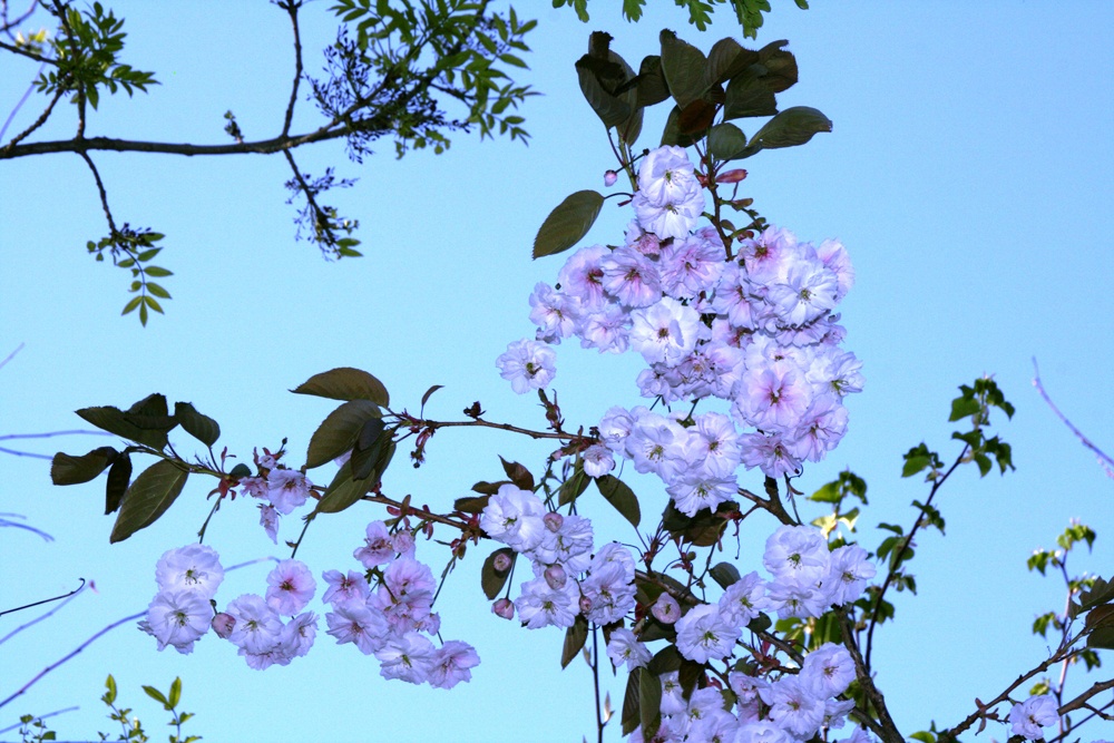 Photograph of Himley Hall