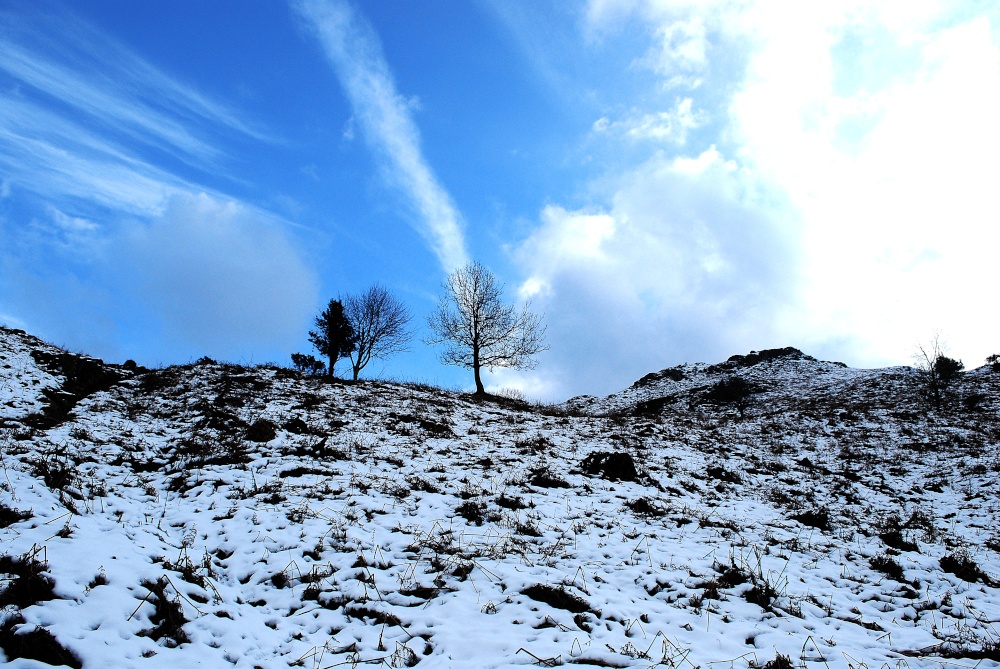 Trees on Loughrigg Terrace