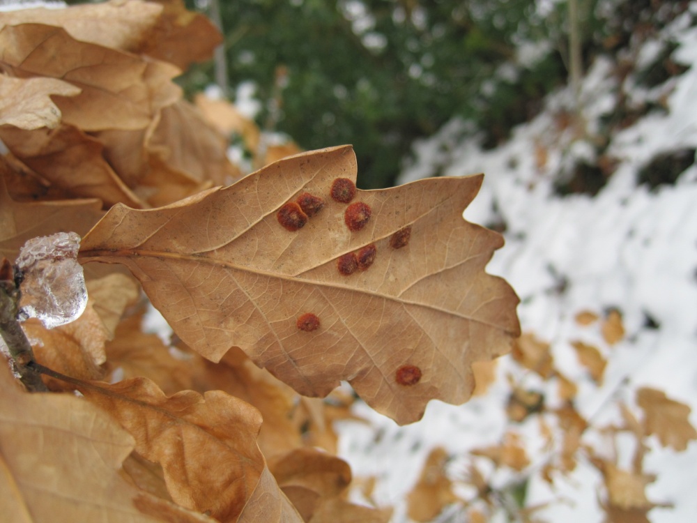 Oak Leaf Galls photo by Janet Ralley