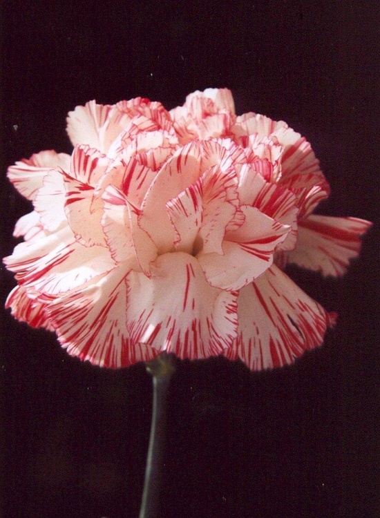 Carnation.