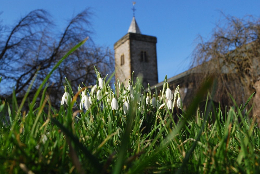 First Signs Of Spring At Whitburn