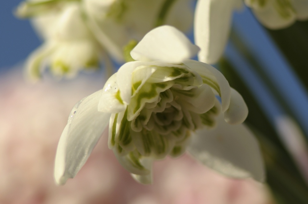 Snowdrops, Steeple Claydon, Bucks