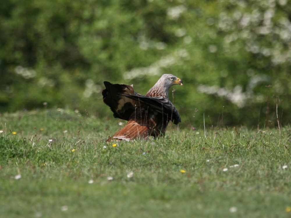 Red Kite on Christmas Common