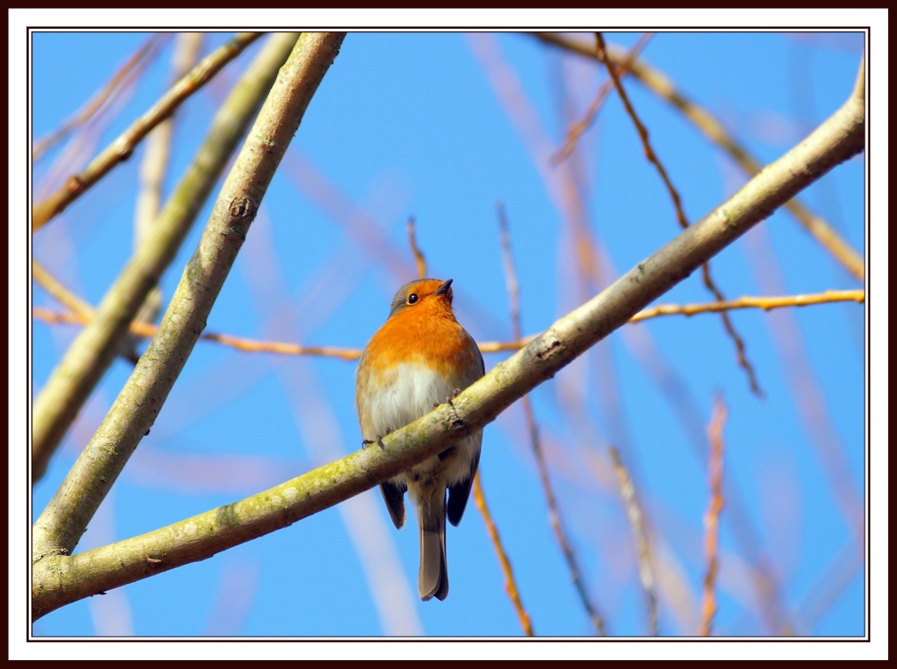 Photograph of Robin looks on