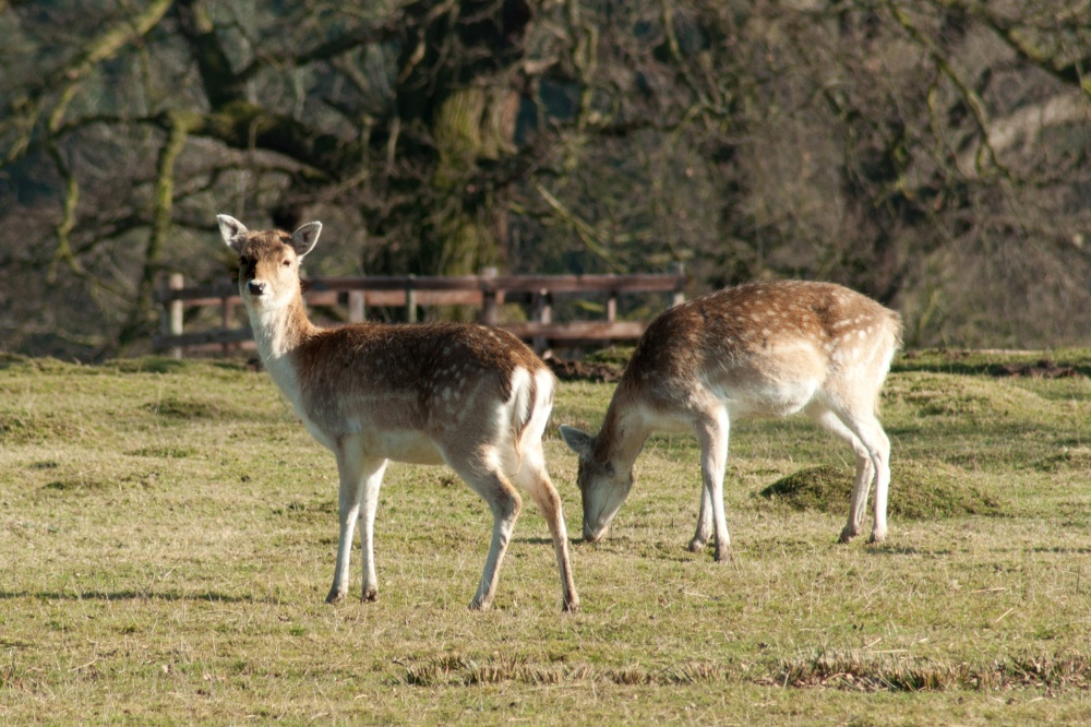 Bradgate Park Deer