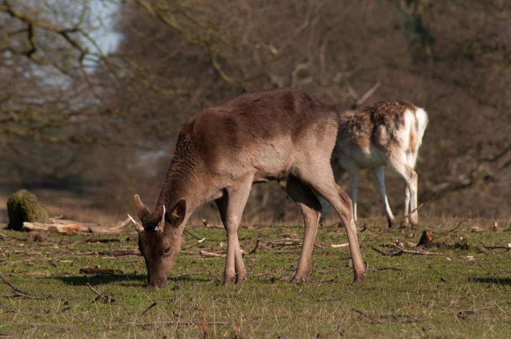 Young Buck at Bradgate Park