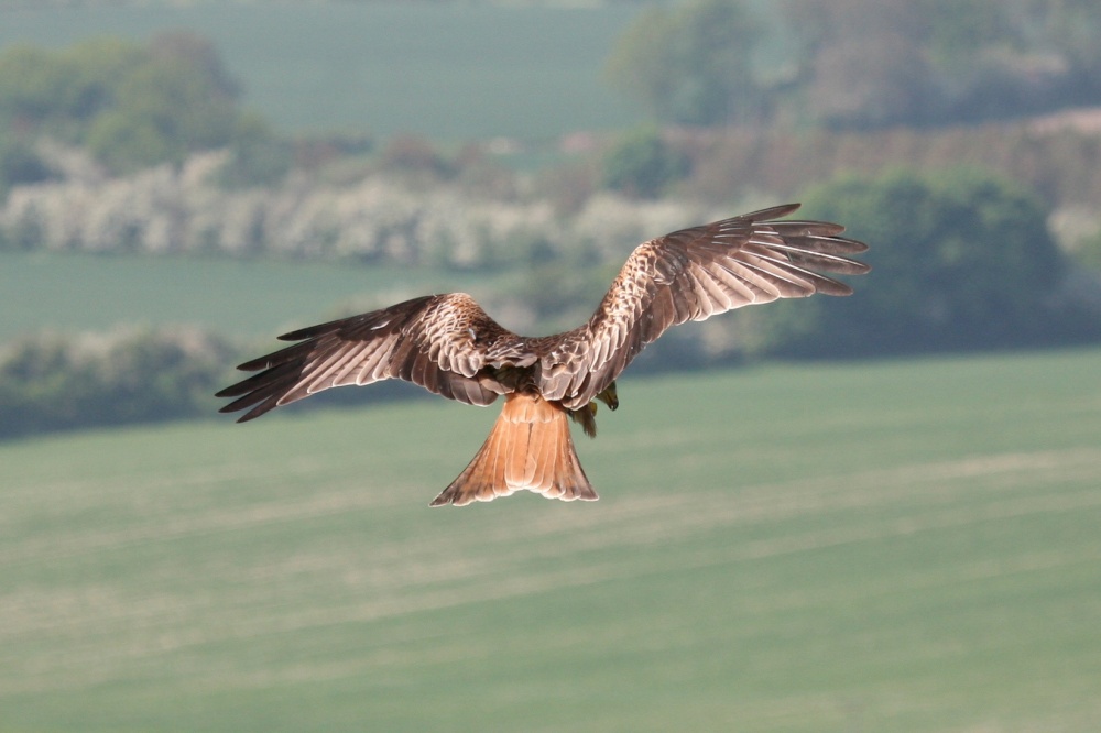 "Christmas Common Kites" by Sue H at