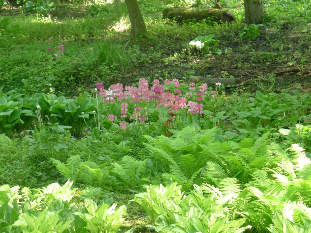 Fern Garden, Thorp Perrow Arboretum