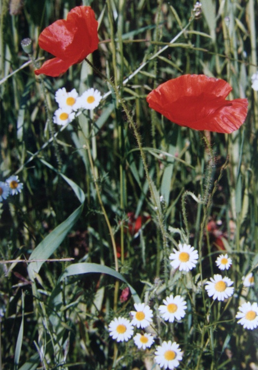 Poppies and daisies in Thurmaston