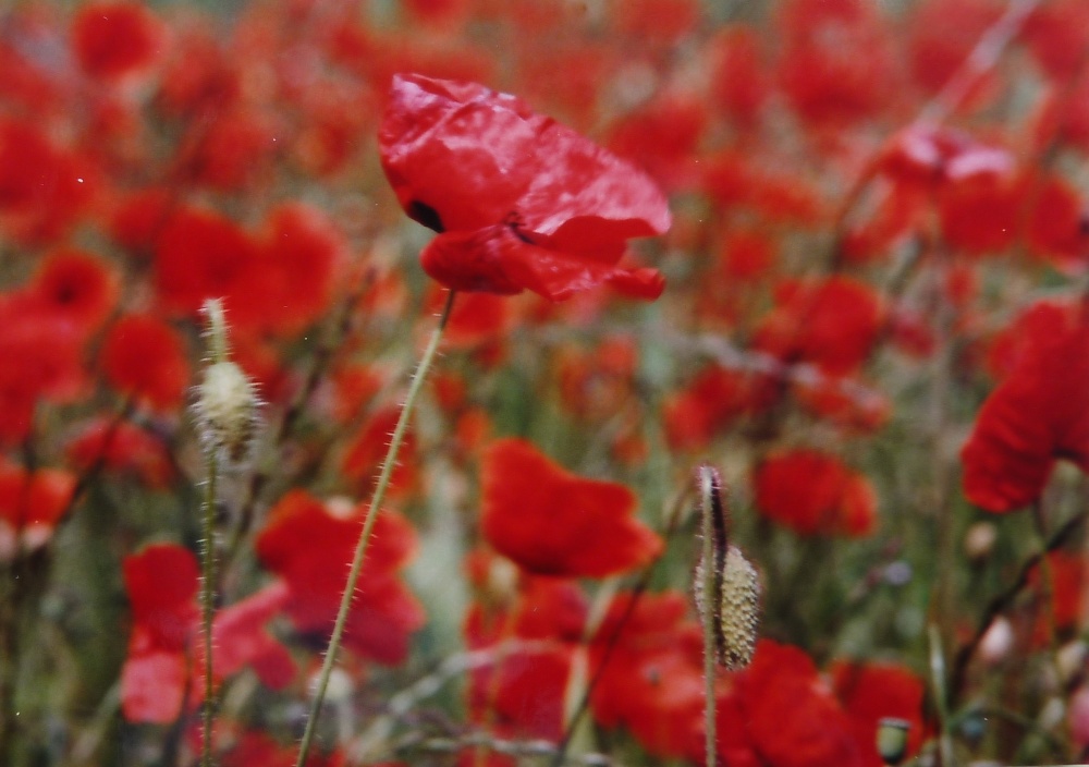 Poppies in Thurmaston