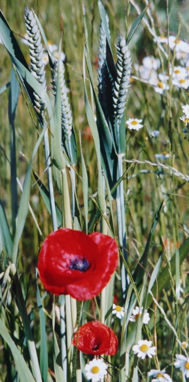 Poppies and wheat in Thurmaston