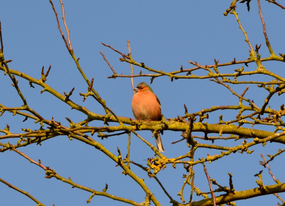 Chaffinch