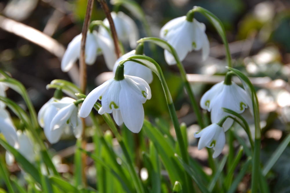Snowdrops
