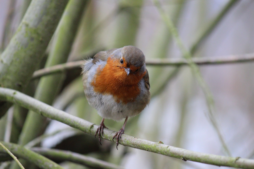 Robin at Astbury Mere