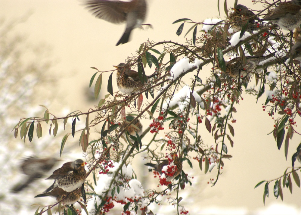 Winter Fieldfares