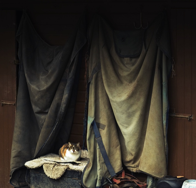Photograph of Avening farm cat