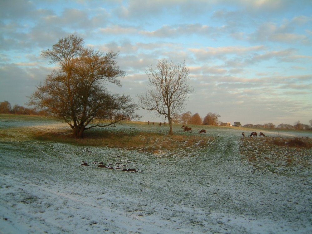 Knebworth Park deer