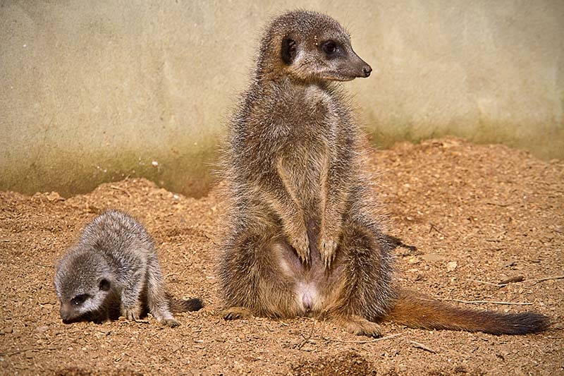 Photograph of Colchester zoo, Meercats