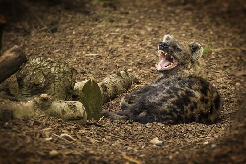 Colchester zoo, Yawning Hyena.