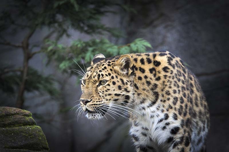 Photograph of Colchester zoo,Leopard
