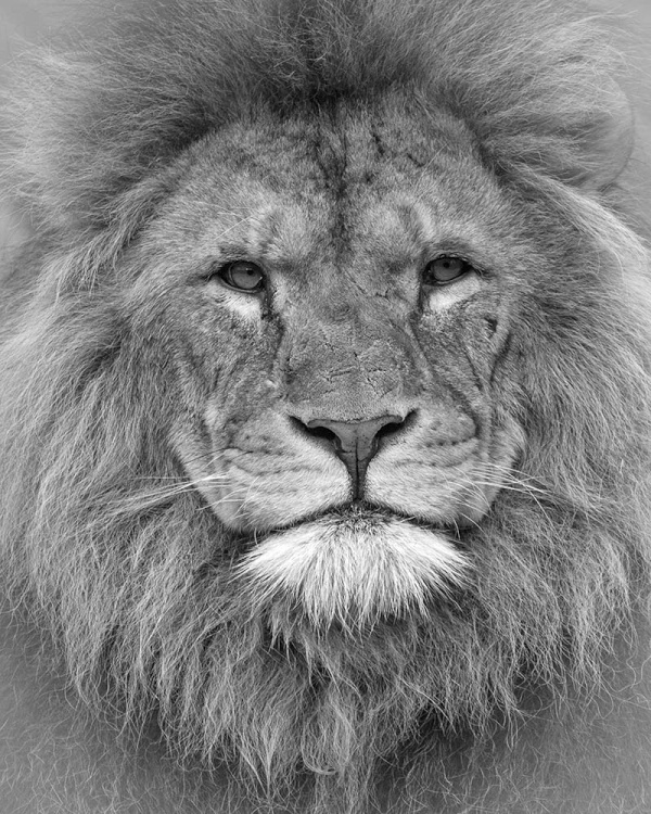 Colchester zoo, Lion