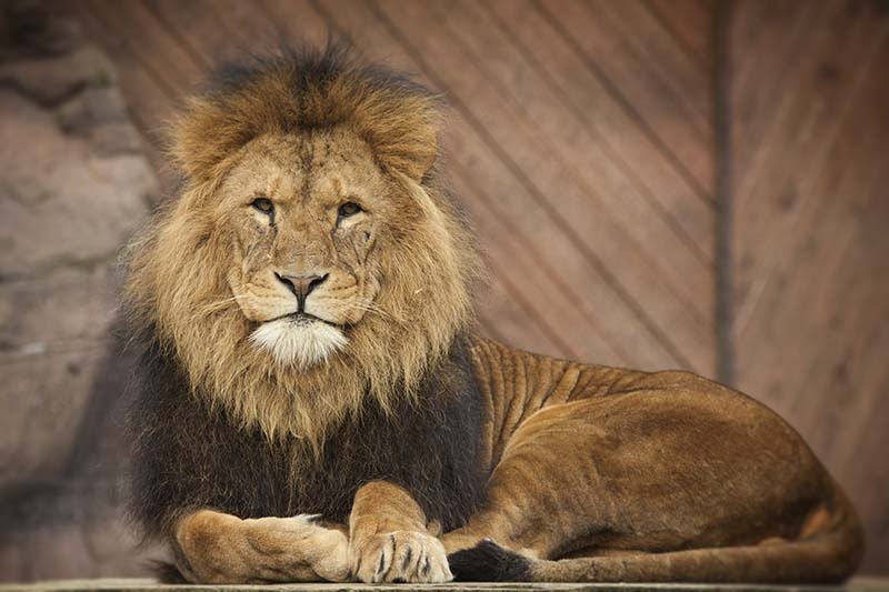 Photograph of I am King of Colchester Zoo