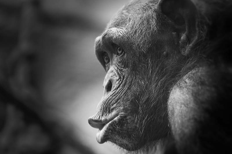 Photograph of Colchester zoo, Monkey