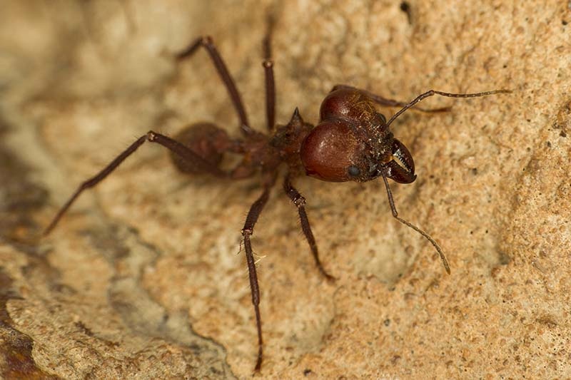 Colchester Zoo, Solider Ant