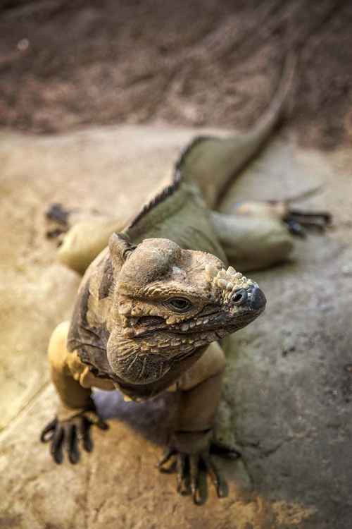 Colchester Zoo,  Rhinoceros Iguana