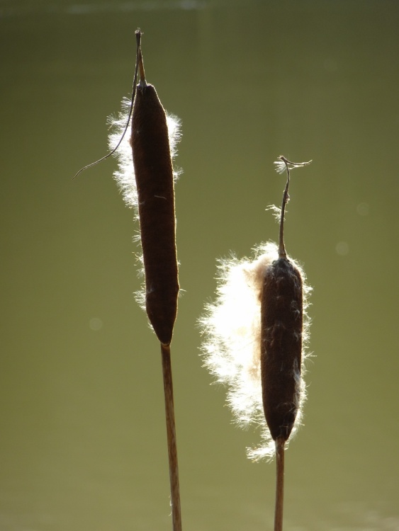 Spotlight On The Bullrush.
