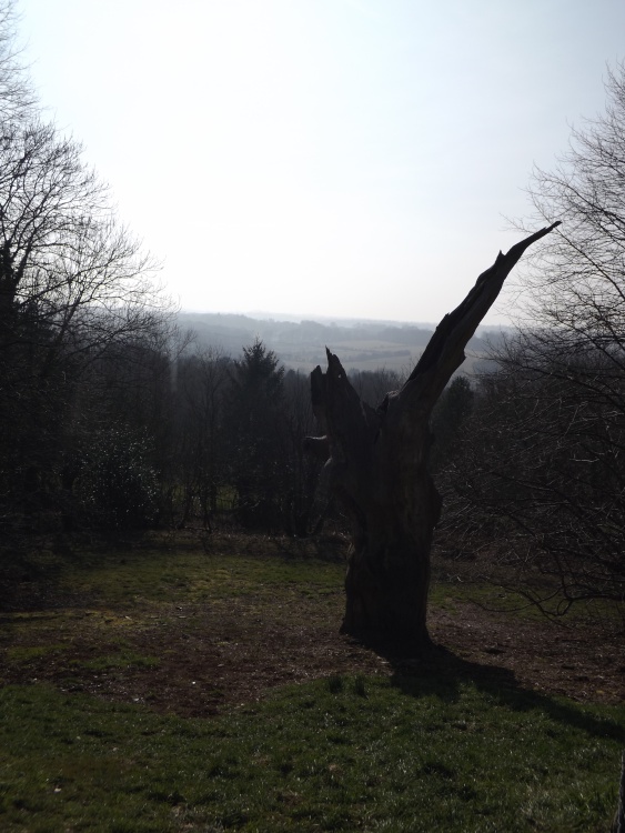 Remains of Wilberforce Oak,Keston