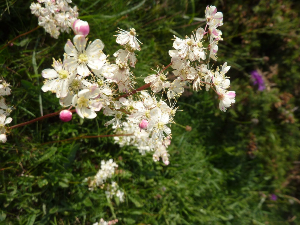 Berry Head Country Park