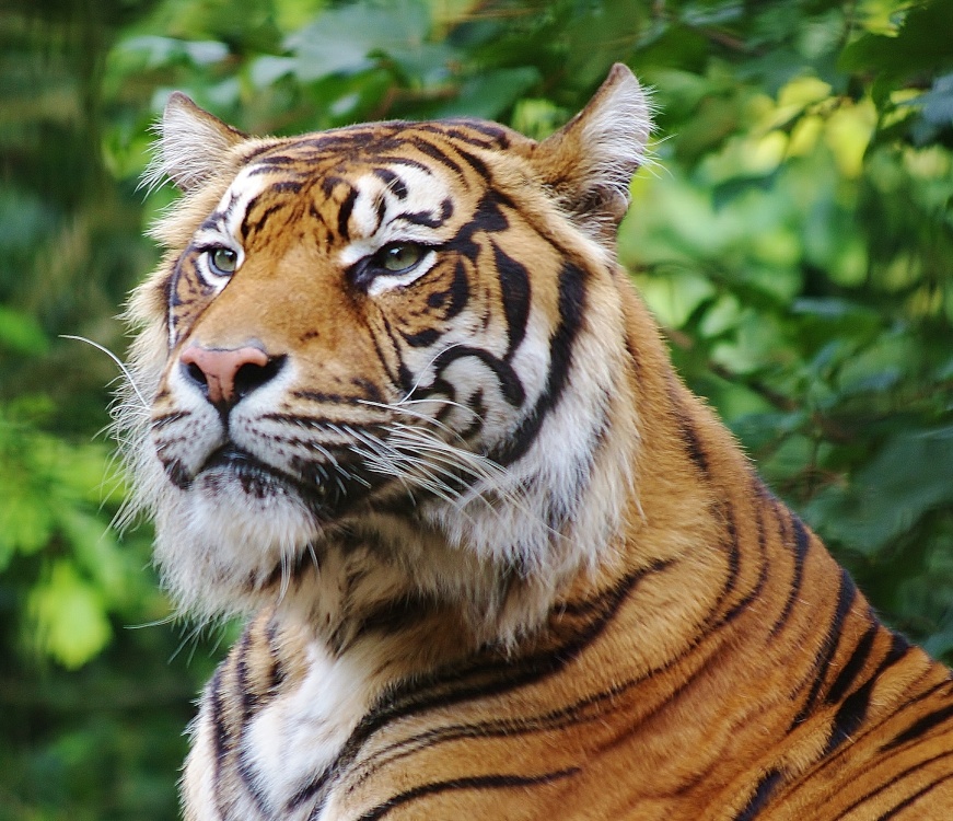 Zen at the Welsh Mountain Zoo
